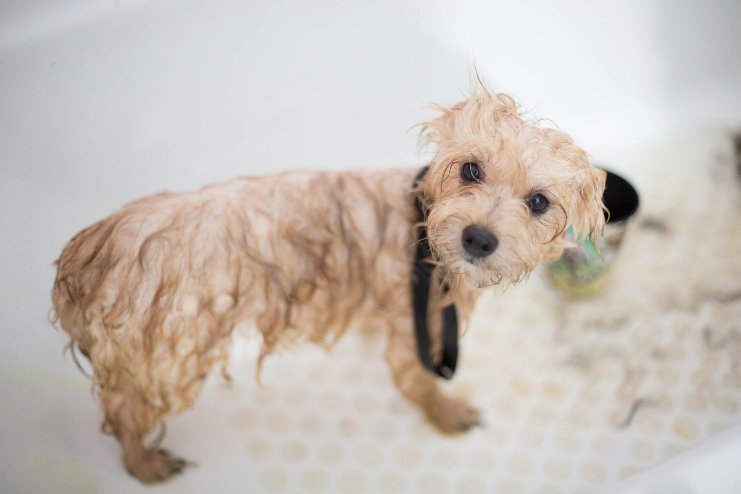 犬 シャンプー 人間 ストア 用 薄める